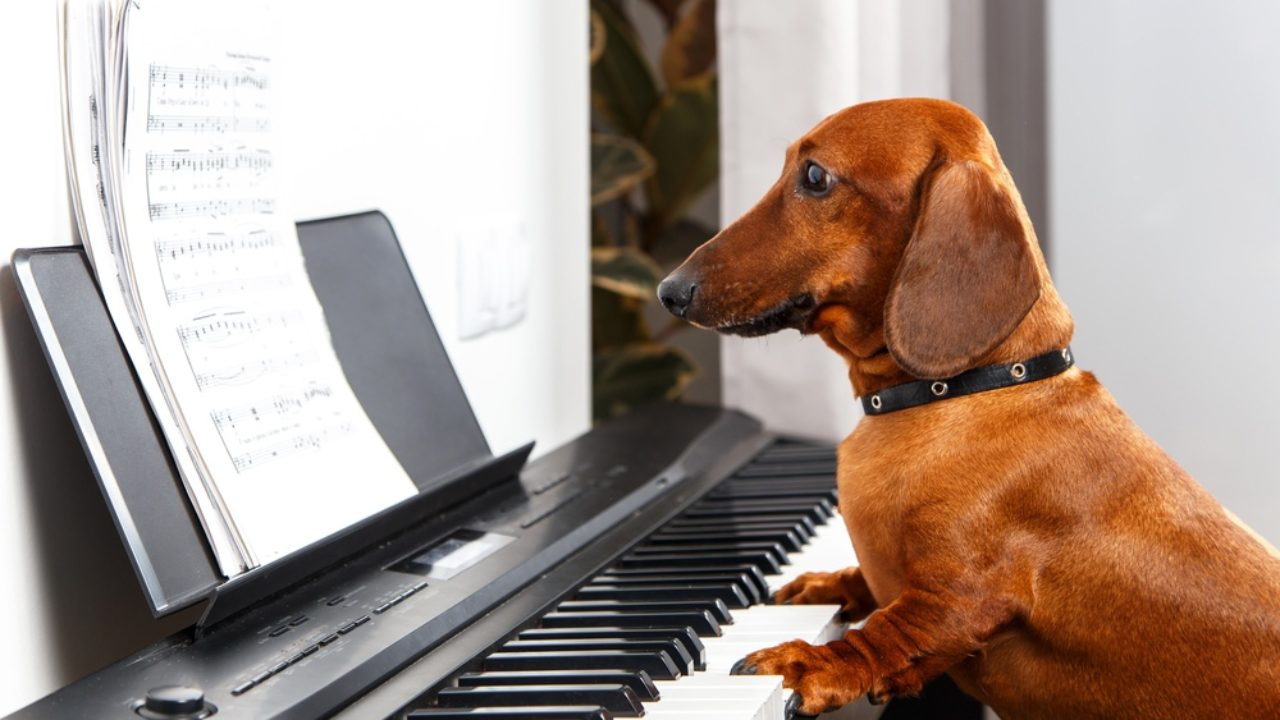 soft music for dogs