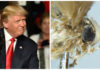 Donald Trump Moth