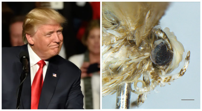 Biologist Names Newly Discovered Moth After Donald Trump