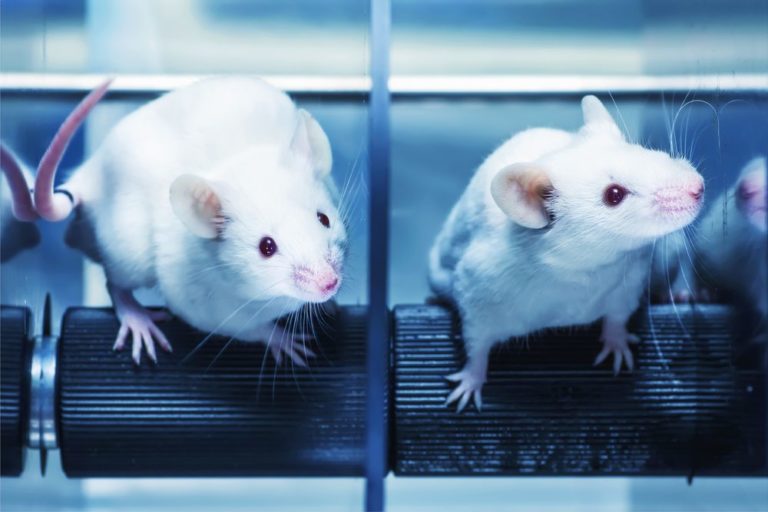 Scientists Discover How to Create Killer Mice