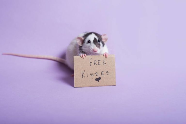Pet Rats Linked to Seoul Virus Outbreak