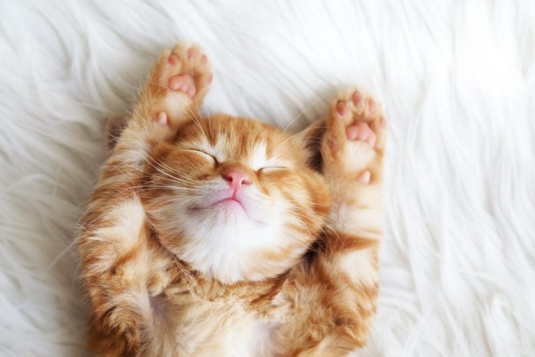 Owning a Cat Does Not Cause Mental Illness, Study Finds