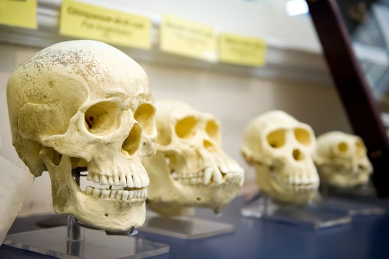 Ancient Human Skulls May Provide Details in Early Human History
