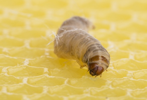 plastic eating caterpillar