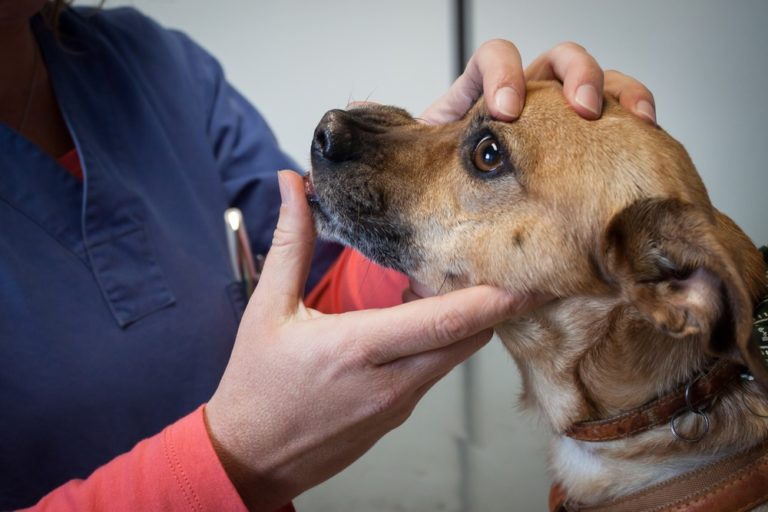 Highly Contagious Dog Virus Spreads Across Florida