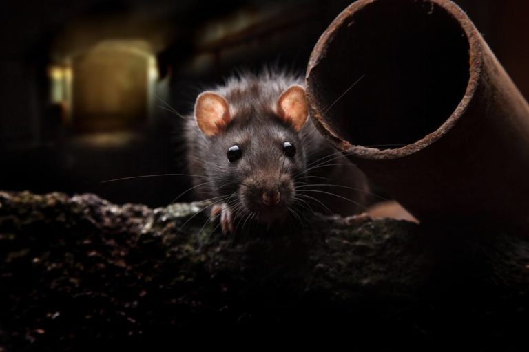 New Mexico is Hit with Two More Cases of the Plague
