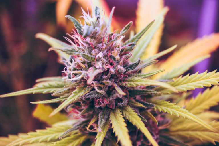 Marijuana Smokers Had 20% More Sex Than Non-Smokers, Study Finds