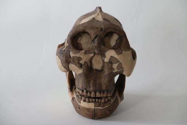 paranthropus-boisei
