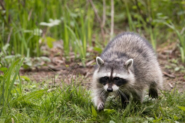 white and gray animal on green grass during daytime