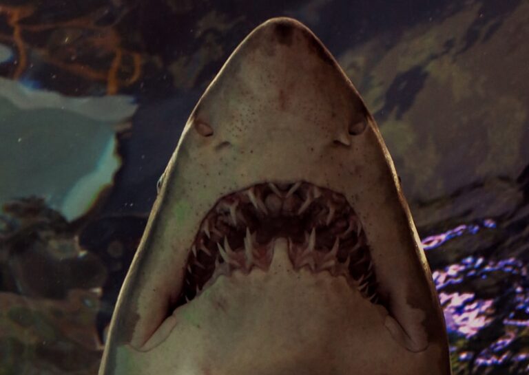 The Powerhouse Duo That Brought ‘Jaws’ to Life