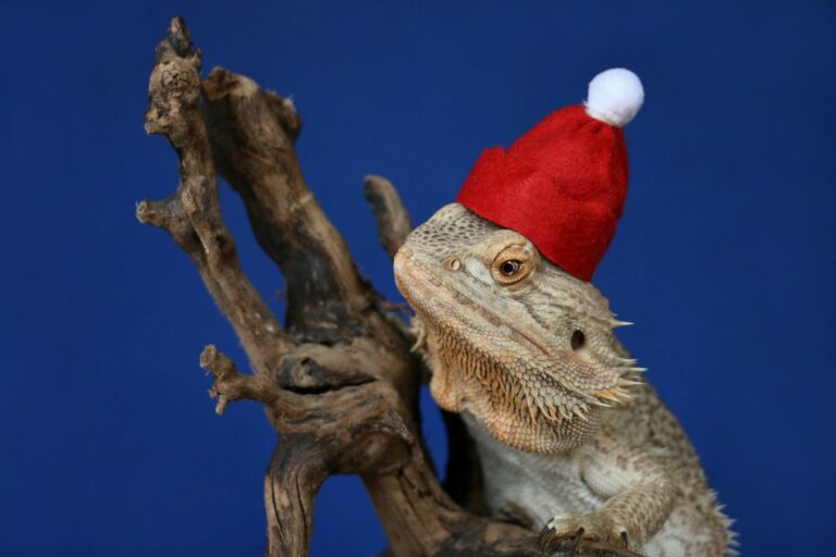 Catch the Chance to Shine in a $850/Per Day Commercial – Calling out Young Bearded Dragon Owners in Portland, Maine!