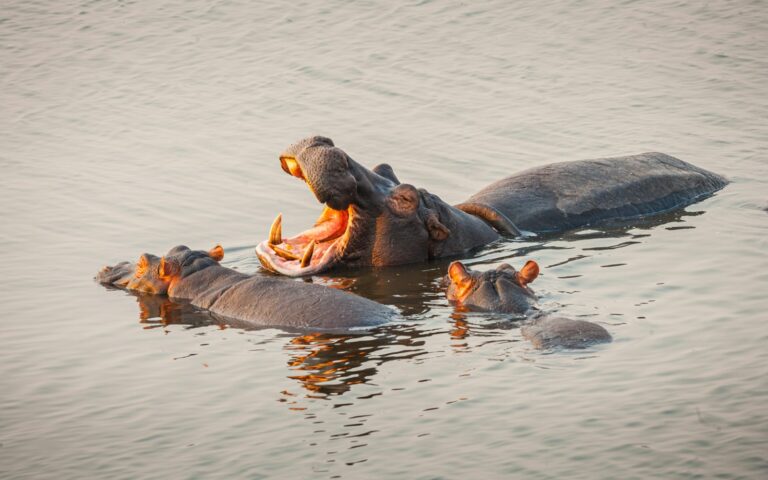 Thailand’s Baby Hippo, Moo Deng, Goes Viral