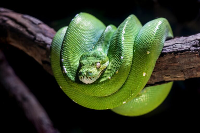 Thai Woman Tangled with Python for Two Hours Before Rescue