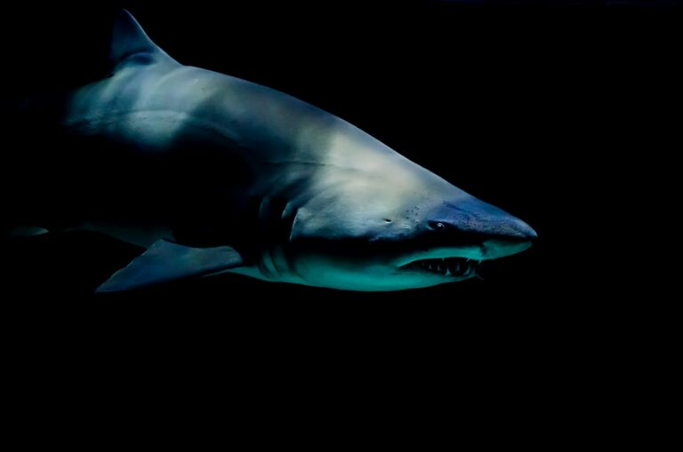 Shark Attack Claims the Life of a German Tourist off Canary Islands