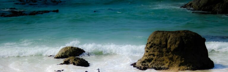 African penguins on seashore beside boulder