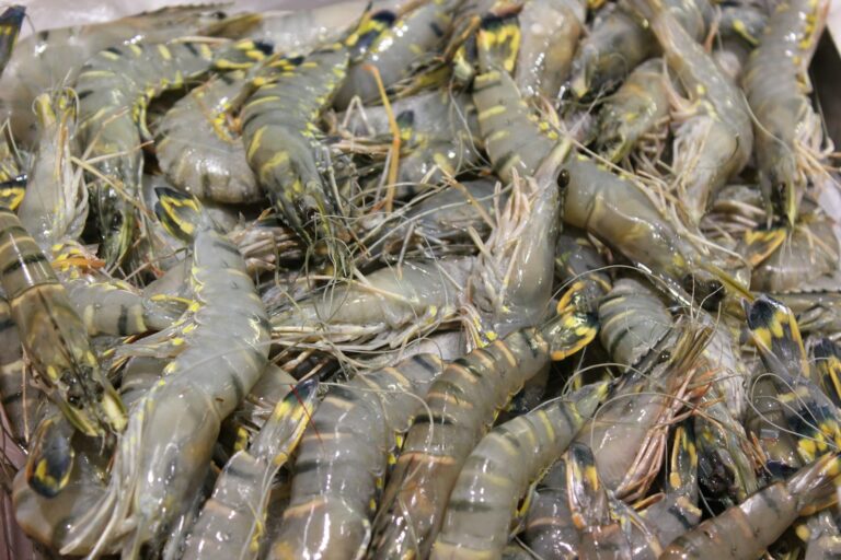 Exploitation of Shrimp Farmers in Asia by Western Supermarkets