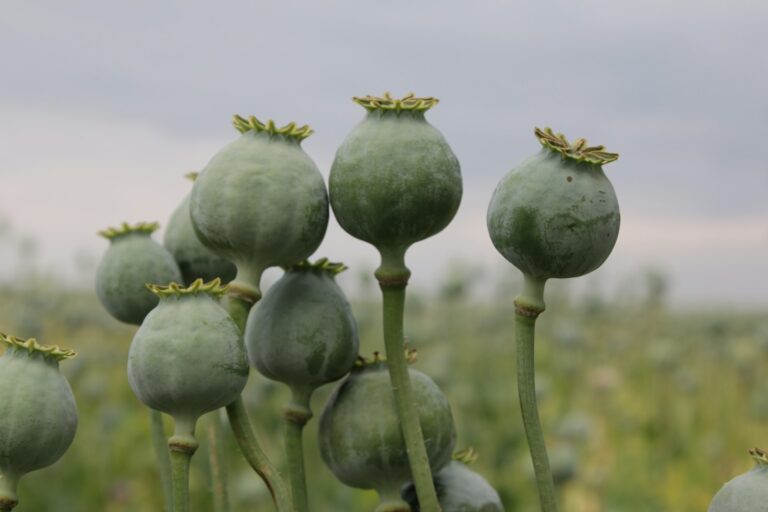 The Unexpected Truth: Poppy Seeds and Opioid Contamination Issues