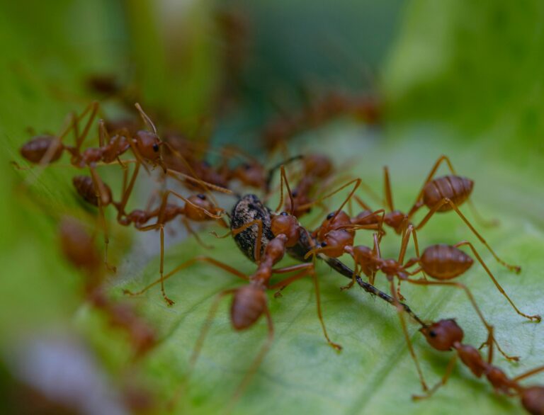 Mystery Solved: Offensive Fungus Shields Nesting Birds from Ant Attacks