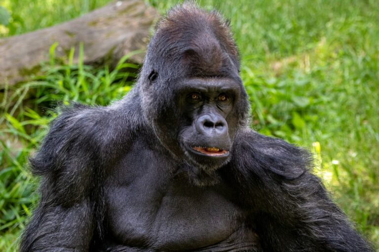 San Antonio Allots $500K for Planting Trees in Gorilla Exhibit Amid Controversy