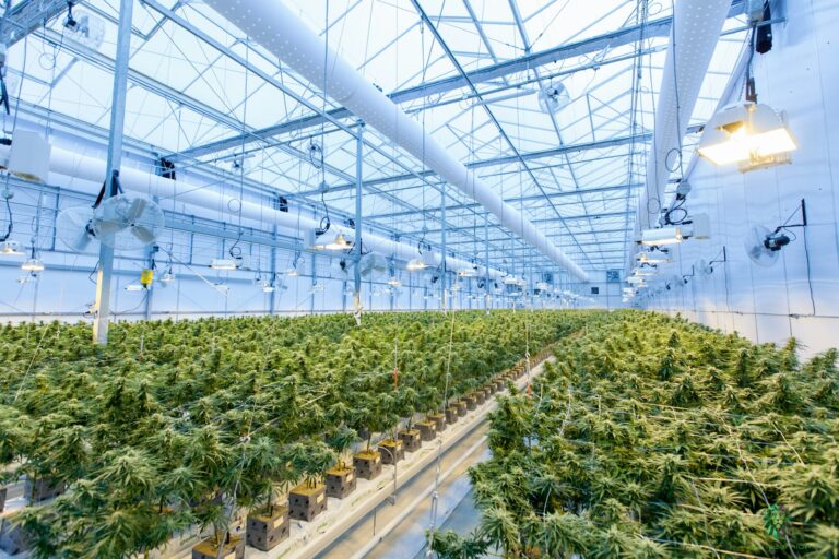 Santa Cruz County Proposes On-Site Cannabis Use at Local Retailers and Farms