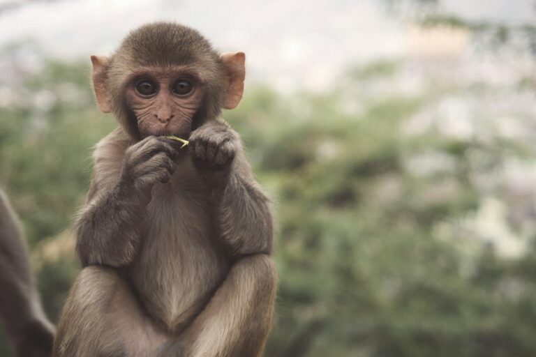 Monkey Madness: Furry Visitors Overrun Thai Police Station and Disrupt Life in Lopburi