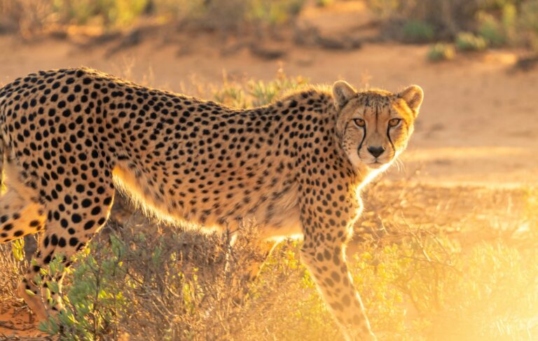 The Secret Speed Equation: How Size Defines the Fastest Creatures on Earth