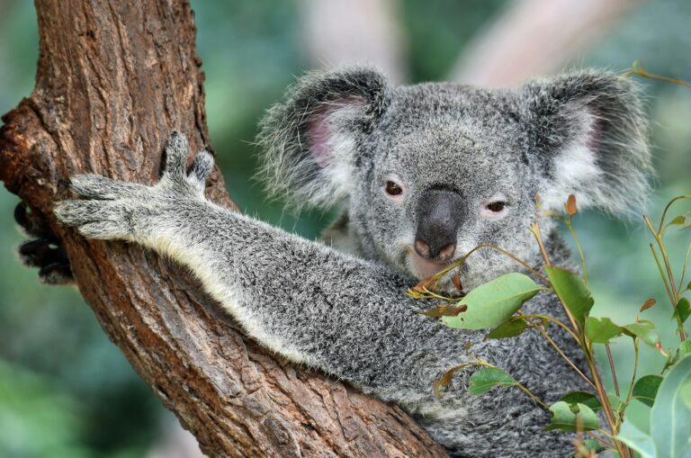 Innovatively Tracking Endangered Koalas Using Kitchen Tools and DNA Sampling