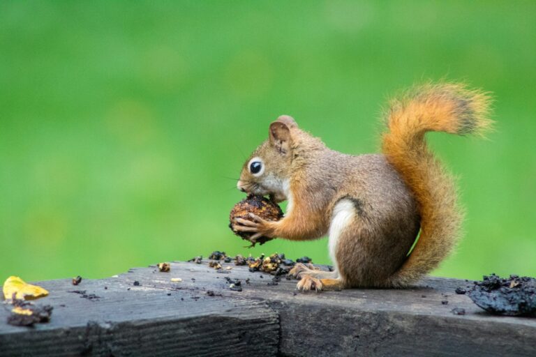Unfair Wrath of State Bureaucrats: Pet Squirrel Provokes Power Play?