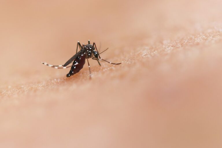 California Battles Dengue Spreading Mosquitoes