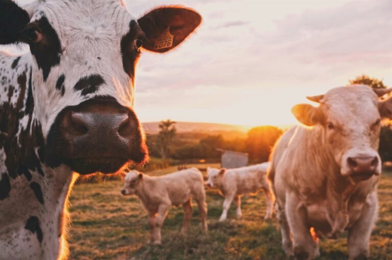 Why Ranchers Oppose Trump’s Cattle Tariffs Why Ranchers Oppose Trump’s Cattle Tariffs