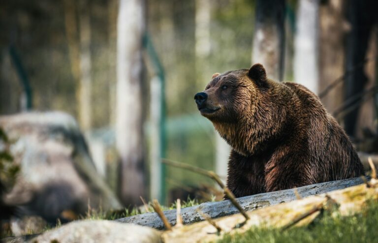 Massive 525-Pound Bear Rescued from Altadena Home After Eaton Fire