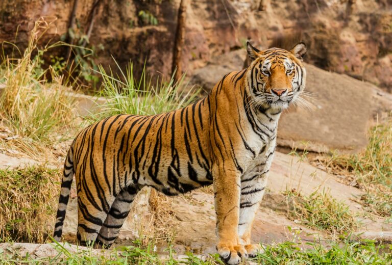 Exciting News: Rare Bengal Tiger Raises Triplets in Thailand National Park