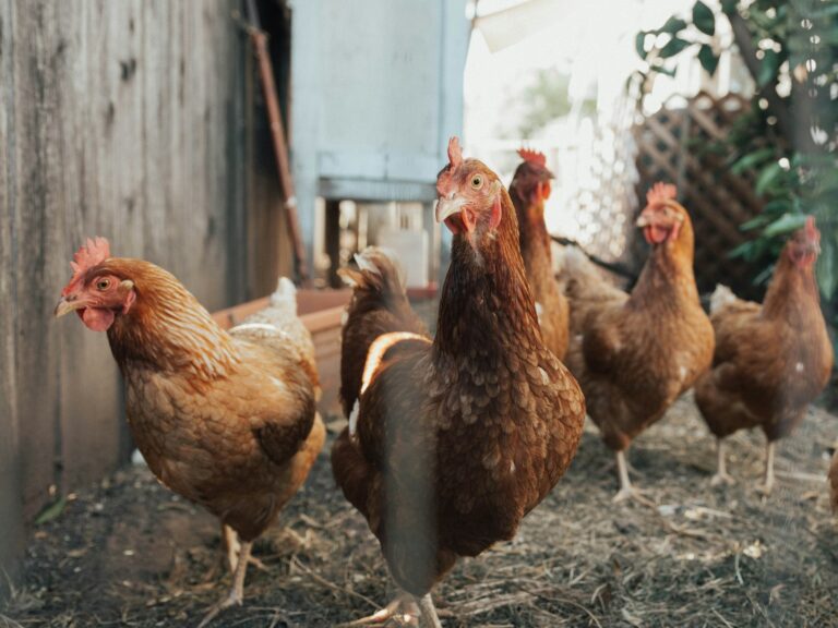 USDA Approves New Bird Flu Vaccine for Chickens Amid Price Hikes