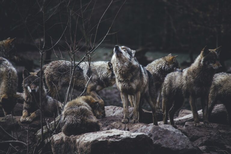 Rare Black Wolves Spotted in Polish Forest