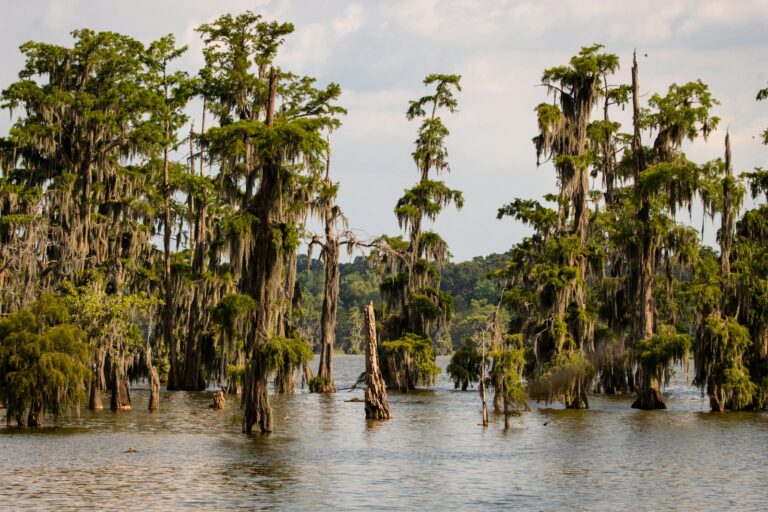 Louisiana’s Top Doc Not Certified in Family Medicine