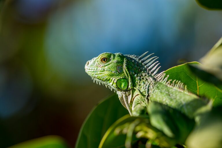 Taiwan Battles Exploding Iguana Invasion