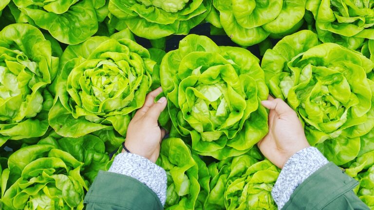 Fear and Farming: Migrant Workers Face Uncertainty