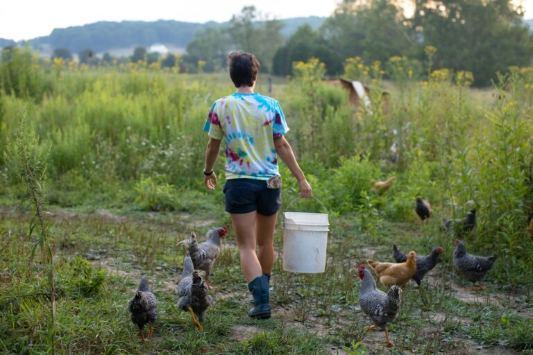 Backyard Chickens: A Fix for High Egg Prices?