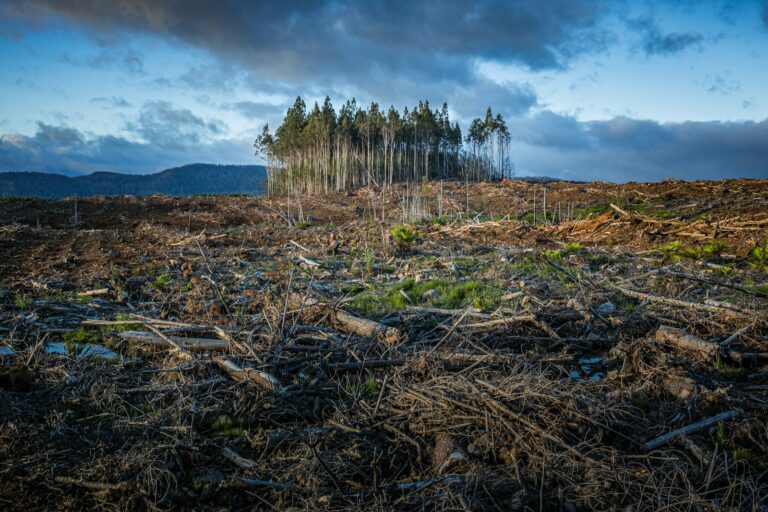 Birds and Farmers Join Forces Against Climate Change