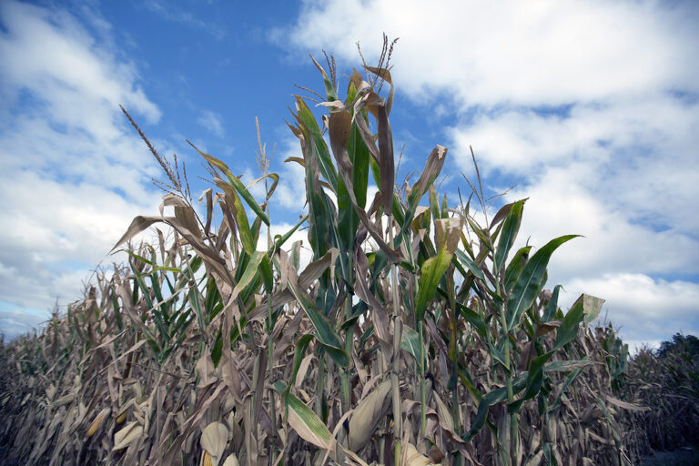 Is a Farm Crisis Hiding Behind Record Yields?