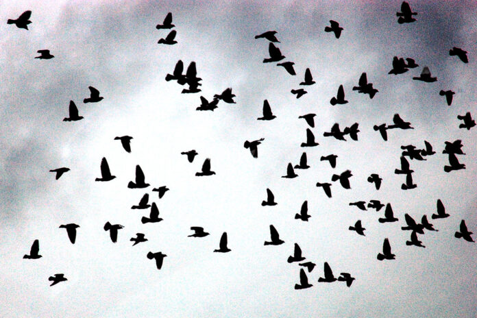 bird comeback