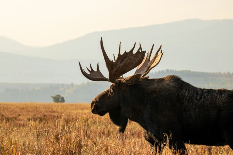 Could Brain Worms Be Killing Our Moose?