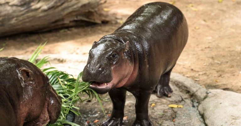 Moo Deng Enclosure Incident: Man Arrested at Thai Zoo Shocks Visitors