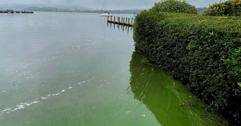 Windermere pollution alerts urged after E. coli case