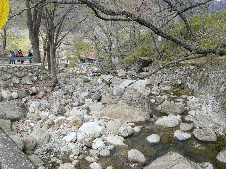 South Koreas Cherry Blossoms : a New Tourist Hotspot